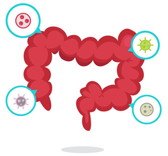 Probiotika bei Leaky Gut Syndrom